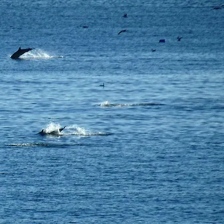 Rocachica Eden 21 * 토레몰리노스