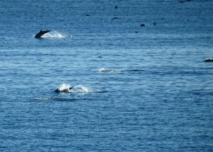 Rocachica Eden 21 * Torremolinos